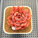 Echeveria 'Monet' 2" Succulent Plant Cutting