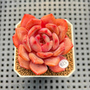 Echeveria 'Monet' 2" Succulent Plant Cutting