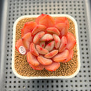 Echeveria 'Monet' 2" Succulent Plant Cutting