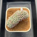 Echeveria 'Juliana Pink' Crested 3"-4" Succulent Plant Cutting