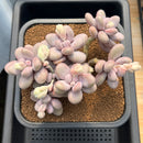 Graptopetalum 'Moonstone' 5" Large Cluster Succulent Plant Cutting