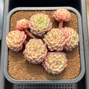 Echeveria 'White Farm' 5" Large Succulent Plant Cutting