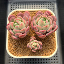 Echeveria 'Arpege' 3" Succulent Plant Cutting