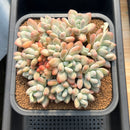 Pachyphytum 'Frevel' 5" Succulent Plant Cutting