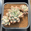 Pachyphytum 'Frevel' 4" Succulent Plant Cutting