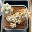 Graptopetalum 'Miul' 5" Succulent Plant Cutting