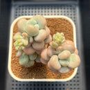 Graptopetalum 'Miul' 5" Succulent Plant Cutting