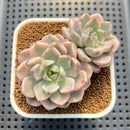 Echeveria 'Pretty In Pink' Variegated 2"-3" Succulent Plant