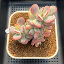Cotyledon 'Orbiculata' Variegated 3"-4" Succulent Plant Cutting