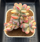 Cotyledon 'Orbiculata' Variegated 3"-4" Succulent Plant Cutting