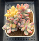 Cotyledon 'Orbiculata' Variegated 3"-4" Succulent Plant Cutting