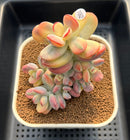 Cotyledon 'Orbiculata' Variegated 3"-4" Succulent Plant Cutting