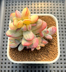 Cotyledon 'Orbiculata' Variegated 3"-4" Succulent Plant Cutting