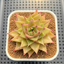 Echeveria 'Espina' 2" New Hybrid Succulent Plant Cutting