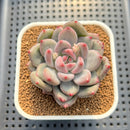 Pachyveria 'Fresh Champagne' 2" Succulent Plant Cutting
