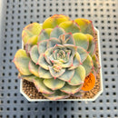 Echeveria 'Orion' Variegated 1"-2" Succulent Plant Cutting