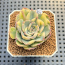 Echeveria 'Orion' Variegated 1"-2" Succulent Plant Cutting
