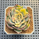 Echeveria 'Orion' Variegated 1"-2" Succulent Plant Cutting