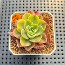 Echeveria 'Ice Pinky' Variegated 1"-2" Succulent Plant