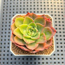 Echeveria 'Ice Pinky' Variegated 1"-2" Succulent Plant