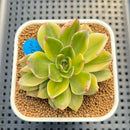 Echeveria 'Rudolph' Variegated 2"-3" Succulent Plant Cutting