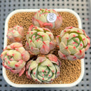 Echeveria 'Nanahukumini' 3" Succulent Plant Cutting