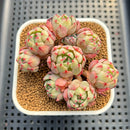 Echeveria 'Nanahukumini' 3" Succulent Plant Cutting