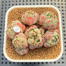 Echeveria 'Nanahukumini' 3" Succulent Plant Cutting