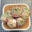 Echeveria 'Nanahukumini' 3" Succulent Plant Cutting