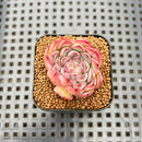 Echeveria 'Hollys' 1" Succulent Plant Cutting