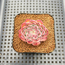 Echeveria 'Hollys' 1" Succulent Plant Cutting