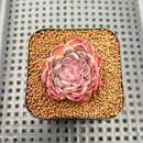 Echeveria 'Hollys' 1" Succulent Plant Cutting