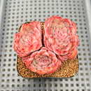 Echeveria 'Hollys' 2" Succulent Plant Cutting