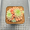 Echeveria 'Green Surf' 2" Succulent Plant Cutting