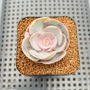 Echeveria 'Rose Rosa' 1"-2" Succulent Plant Cutting