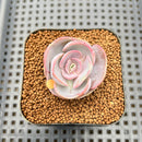 Echeveria 'Rose Rosa' 1"-2" Succulent Plant Cutting
