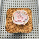 Echeveria 'Rose Rosa' 1"-2" Succulent Plant Cutting