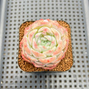 Echeveria 'Albi Fatima' 2" Succulent Plant Cutting