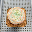 Echeveria 'Albi Fatima' 2" Succulent Plant Cutting