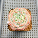Echeveria 'Albi Fatima' 2" Succulent Plant Cutting