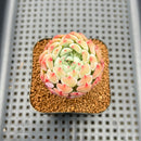 Echeveria 'Aarons' 2" Succulent Plant Cutting