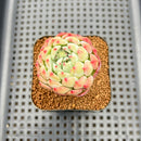 Echeveria 'Aarons' 2" Succulent Plant Cutting