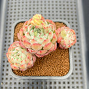 Echeveria 'Aarons' 2"-3" Succulent Plant Cutting