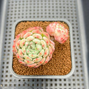 Echeveria 'Aarons' 2" Succulent Plant Cutting