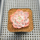Echeveria 'Unipink' 2" New Hybrid Succulent Plant Cutting