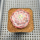 Echeveria 'Soft Honey' 2" Succulent Plant Cutting