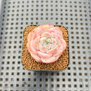 Echeveria 'Pink Barbie' 2" Succulent Plant Cutting
