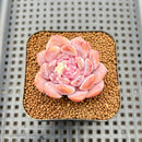 Echeveria 'Art Pink' 2" Succulent Plant Cutting