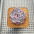 Echeveria 'Black Raccoon' 2" Succulent Plant Cutting