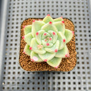 Echeveria 'Tiffany' 2" Succulent Plant Cutting